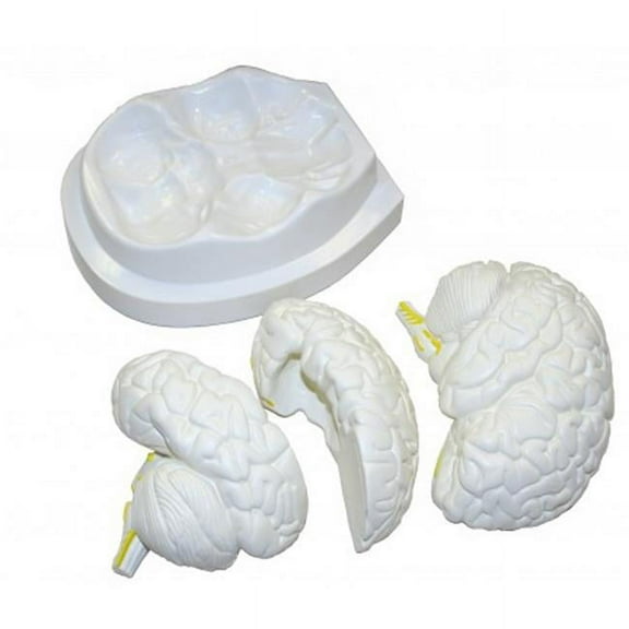 Vision Scientific Life Size Brain Models-3 Parts