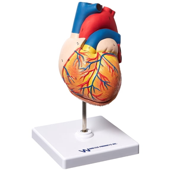 Vision Scientific Life Size Heart Model - 2 Parts