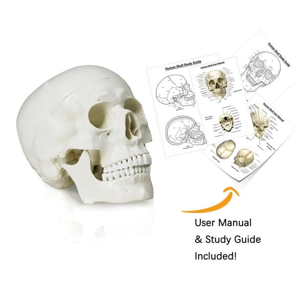 Vision Scientific Life Size Human Skull