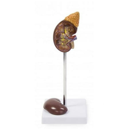 Vision Scientific Life-Size Kidney Model - 2 Parts