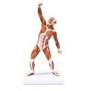 Vision Scientific Muscular Figure - 50cm Model