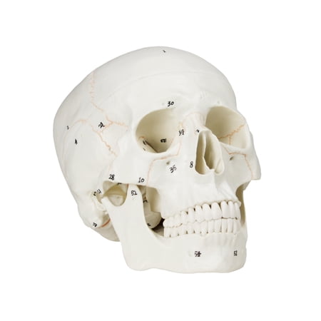 Vision Scientific Numbered Human Skull - 3 part