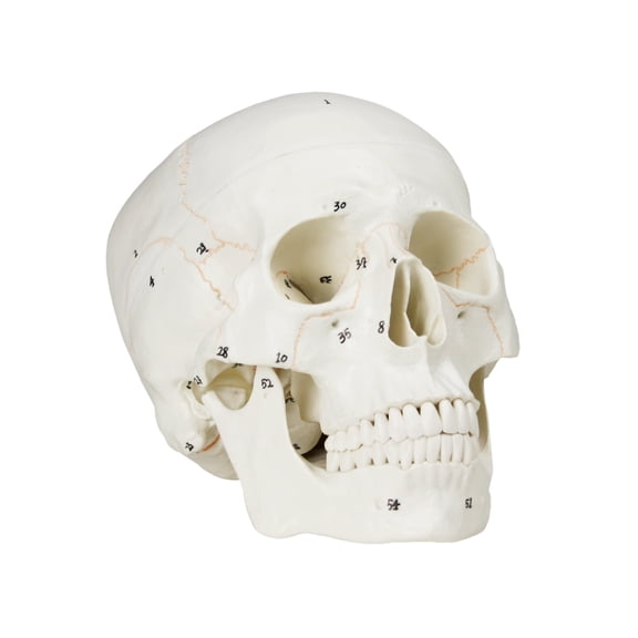 Vision Scientific Numbered Human Skull - 3 part