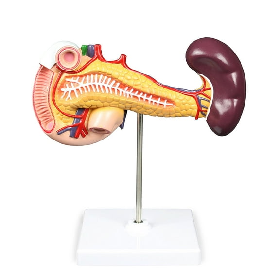 Vision Scientific Pancreas, Duodenum, & Spleen