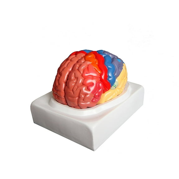 Vision Scientific Regional Brain Model - 2 Parts