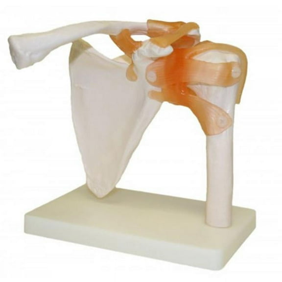 Vision Scientific Shoulder Joint Model