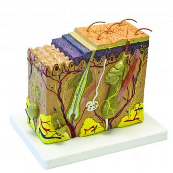 Vision Scientific Skin Model