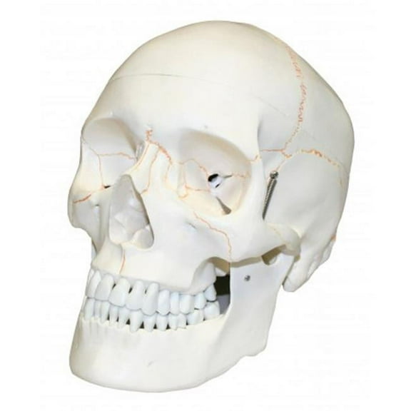 Vision Scientific Skull with Blood Vessels