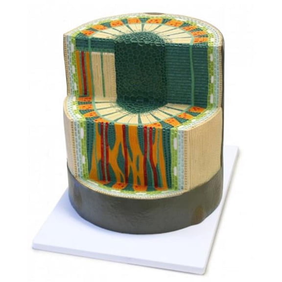 Vision Scientific Stem Column Dicotyledon