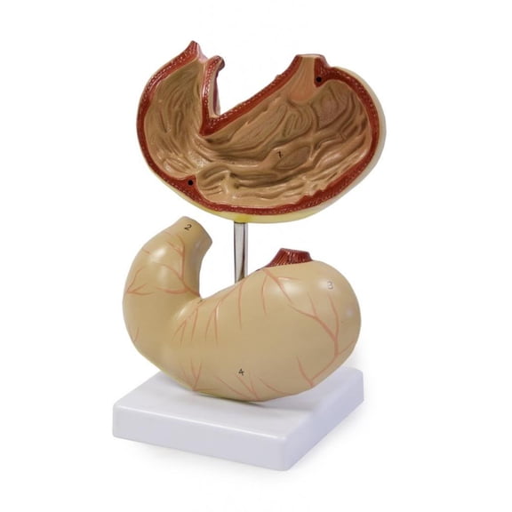 Vision Scientific Stomach Model