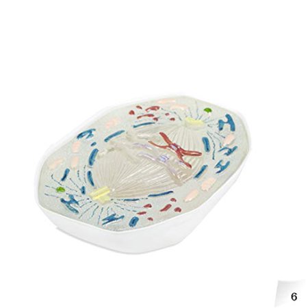 Vision Scientific VAA509 Animal Meiosis 3D Model | 10 Stage Meiosis Demonstration | Biology Classroom Cell Division Display | Detailed Open Cell Organelles | Pieces Equipped with S