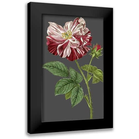 Vision Studio 10x14 Black Modern Framed Museum Art Print Titled - 30x18 Midnight Garden Varieties II (ASH)