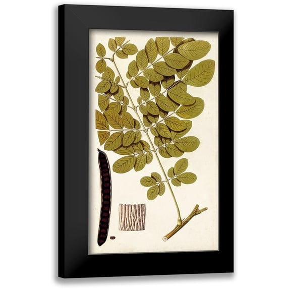 Vision Studio 10x14 Black Modern Framed Museum Art Print Titled - Leaf Varieties I