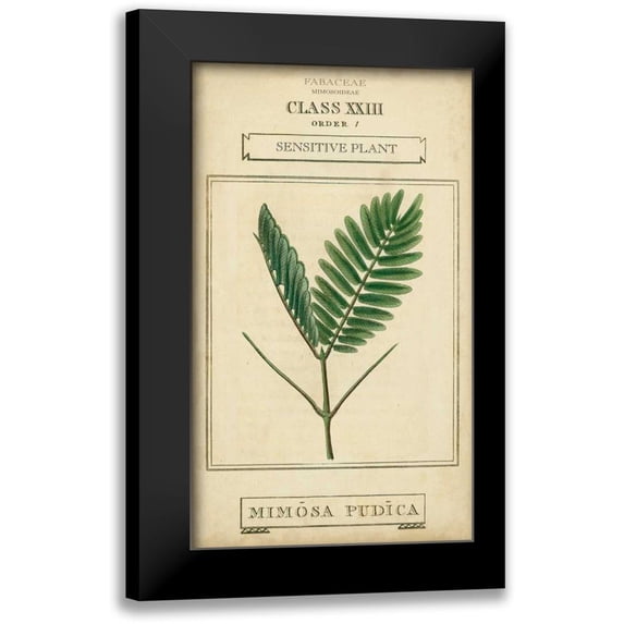 Vision Studio 10x14 Black Modern Framed Museum Art Print Titled - Linnaean Botany IV