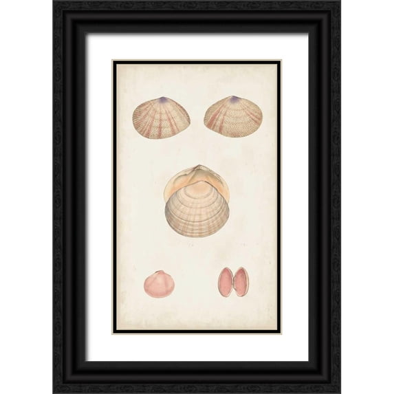 Vision Studio 10x14 Black Ornate Wood Framed with Double Matting Museum Art Print Titled - Antiquarian Shell Study V