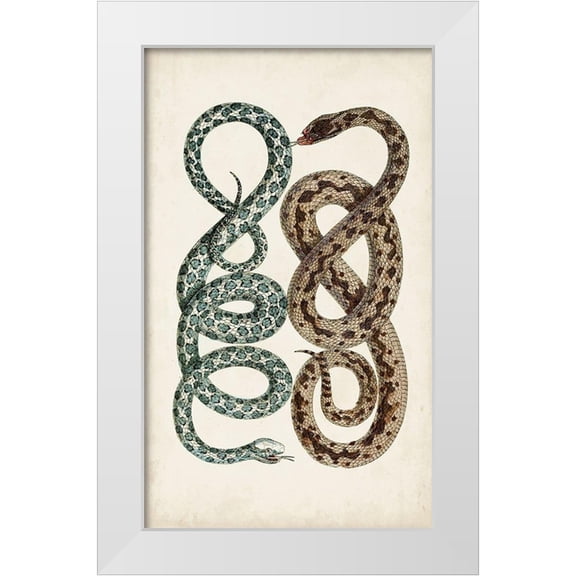 Vision Studio 10x14 White Modern Wood Framed Museum Art Print Titled - Antique Snakes IV