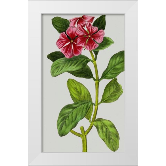 Vision Studio 10x14 White Modern Wood Framed Museum Art Print Titled - Vintage Garden Varieties IX
