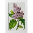 thumbnail image 1 of Vision Studio 10x14 White Modern Wood Framed Museum Art Print Titled - Vintage Garden Varieties V, 1 of 4