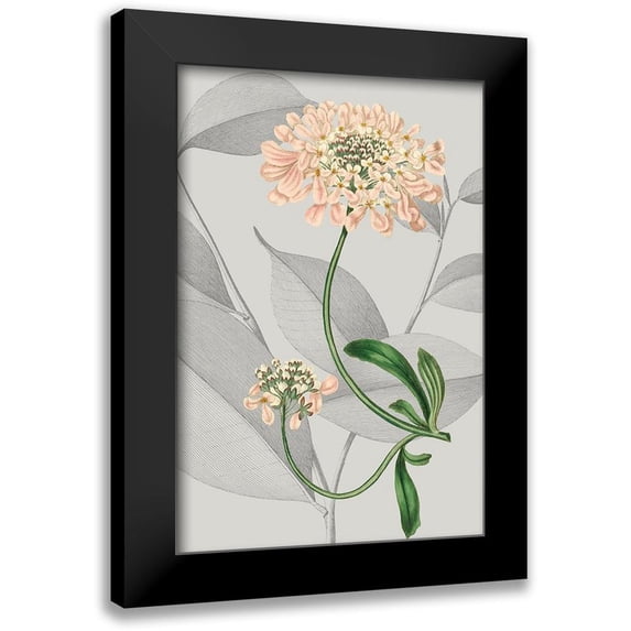 Vision Studio 11x14 Black Modern Framed Museum Art Print Titled - Botanical Arrangement I