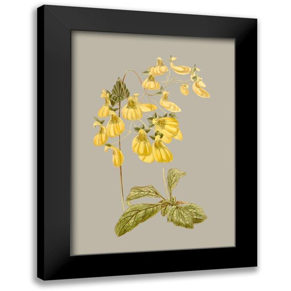 Vision Studio 11x14 Black Modern Framed Museum Art Print Titled - Botanical Array III