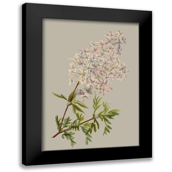Vision Studio 11x14 Black Modern Framed Museum Art Print Titled - Botanical Array II