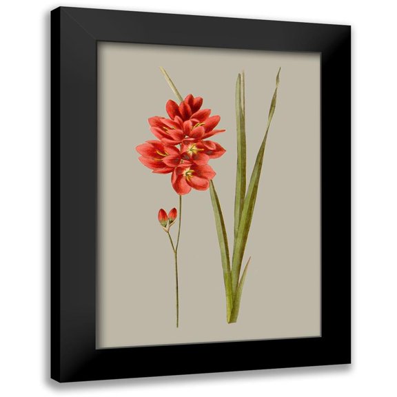 Vision Studio 11x14 Black Modern Framed Museum Art Print Titled - Botanical Array IV