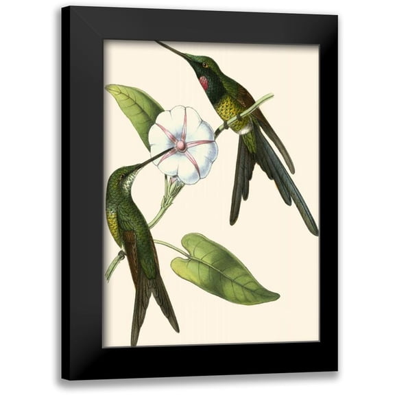 Vision Studio 11x14 Black Modern Framed Museum Art Print Titled - Delicate Hummingbird III