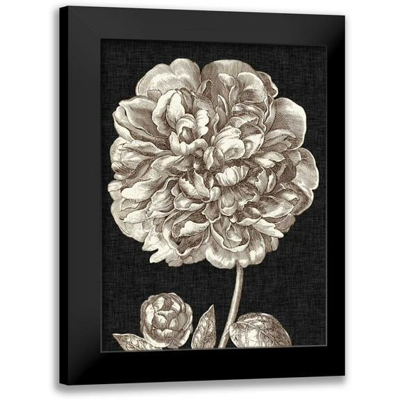 Vision Studio 11x14 Black Modern Framed Museum Art Print Titled - Dramatic Peony II