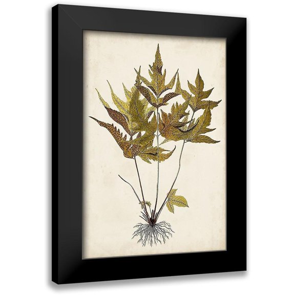 Vision Studio 11x14 Black Modern Framed Museum Art Print Titled - Fern Botanical II