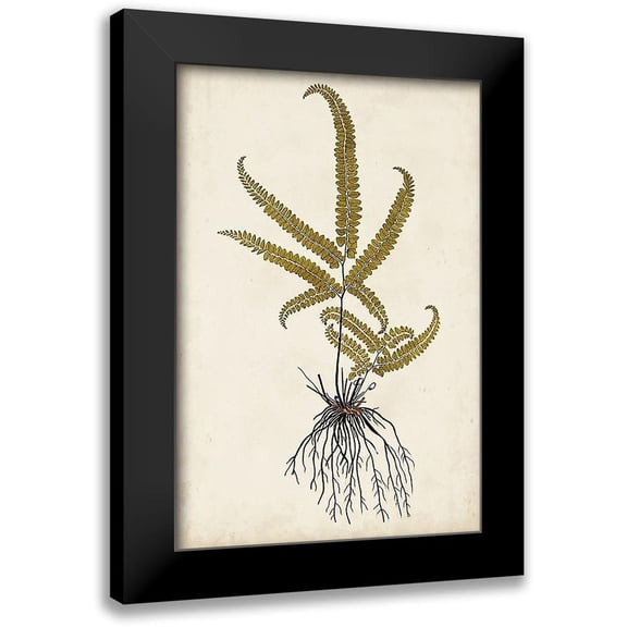 Vision Studio 11x14 Black Modern Framed Museum Art Print Titled - Fern Botanical VI