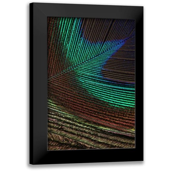 Vision Studio 11x14 Black Modern Framed Museum Art Print Titled - Peacock Feathers I