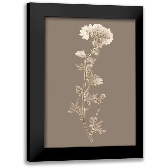 Vision Studio 11x14 Black Modern Framed Museum Art Print Titled - Taupe Nature Study I Custom