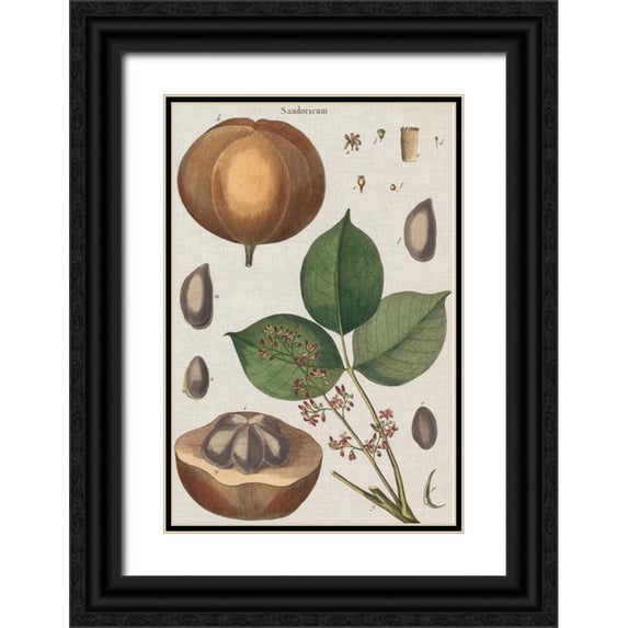 Vision Studio 11x14 Black Ornate Wood Framed with Double Matting Museum Art Print Titled - Exotic Botanique III