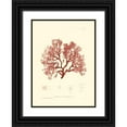 thumbnail image 1 of Vision Studio 11x14 Black Ornate Wood Framed with Double Matting Museum Art Print Titled - Nature Print in Coral II, 1 of 4