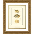 thumbnail image 1 of Vision Studio 11x14 Gold Ornate Wood Framed with Double Matting Museum Art Print Titled - Antique Tropical Fish I, 1 of 4