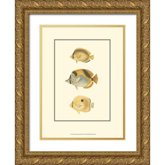 Vision Studio 11x14 Gold Ornate Wood Framed with Double Matting Museum Art Print Titled - Antique Tropical Fish I