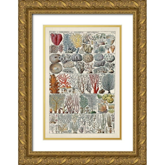 Vision Studio 11x14 Gold Ornate Wood Framed with Double Matting Museum Art Print Titled - Coral Chart