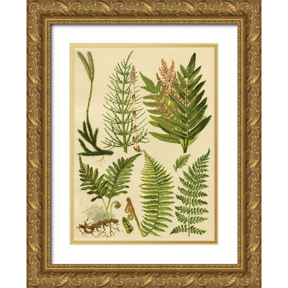 Vision Studio 11x14 Gold Ornate Wood Framed with Double Matting Museum Art Print Titled - Fern Collection II