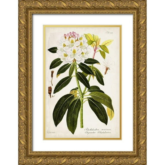 Vision Studio 11x14 Gold Ornate Wood Framed with Double Matting Museum Art Print Titled - Vintage Rhododendron I