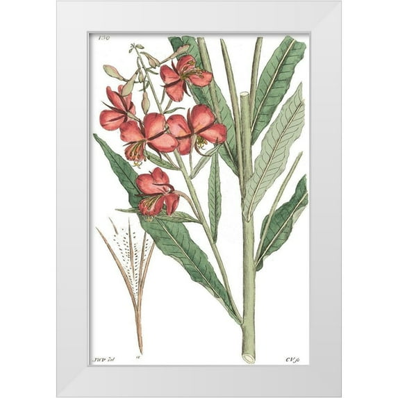 Vision Studio 11x14 White Modern Wood Framed Museum Art Print Titled - Antique Floral Plate III