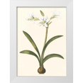 thumbnail image 1 of Vision Studio 11x14 White Modern Wood Framed Museum Art Print Titled - Belladonna Lilies II, 1 of 4