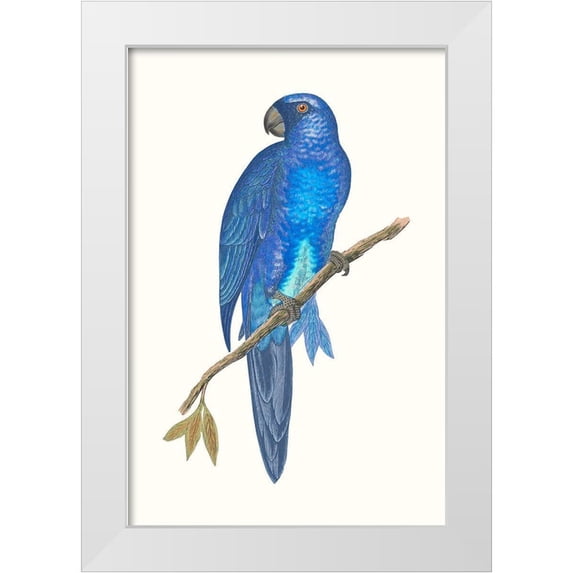 Vision Studio 11x14 White Modern Wood Framed Museum Art Print Titled - Blue Parrots III