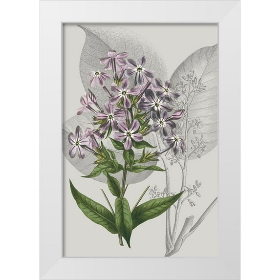Vision Studio 11x14 White Modern Wood Framed Museum Art Print Titled - Botanical Arrangement VI