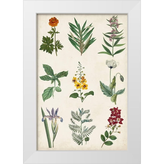 Vision Studio 11x14 White Modern Wood Framed Museum Art Print Titled - Botanical Chart II