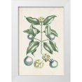 thumbnail image 1 of Vision Studio 11x14 White Modern Wood Framed Museum Art Print Titled - Buchoz Tropicals VII, 1 of 4