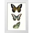 thumbnail image 1 of Vision Studio  11x14 White Modern Wood Framed Museum Art Print Titled - Butterfly Specimen VI, 1 of 4