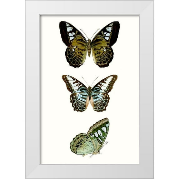 Vision Studio 11x14 White Modern Wood Framed Museum Art Print Titled - Butterfly Specimen VI