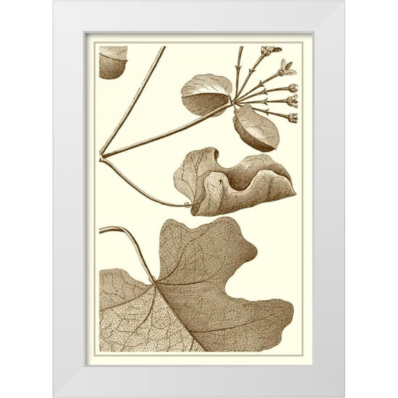 Vision Studio 11x14 White Modern Wood Framed Museum Art Print Titled - Cropped Sepia Botanical I