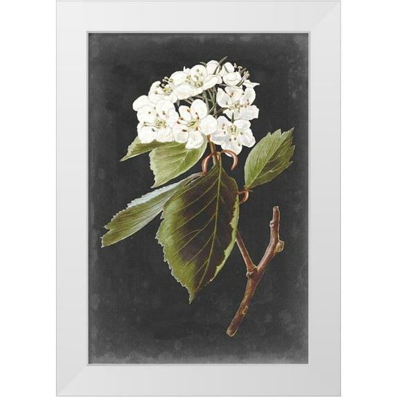 Vision Studio 11x14 White Modern Wood Framed Museum Art Print Titled - Dramatic White Flowers I