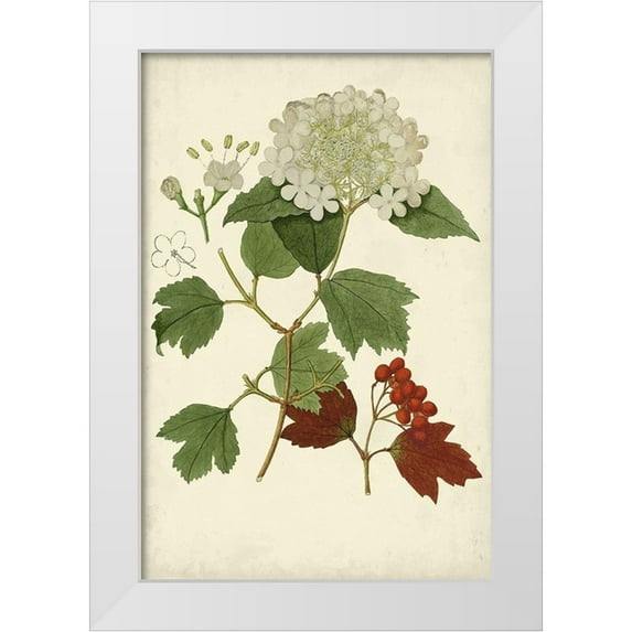 Vision Studio 11x14 White Modern Wood Framed Museum Art Print Titled - Flowering Viburnum I